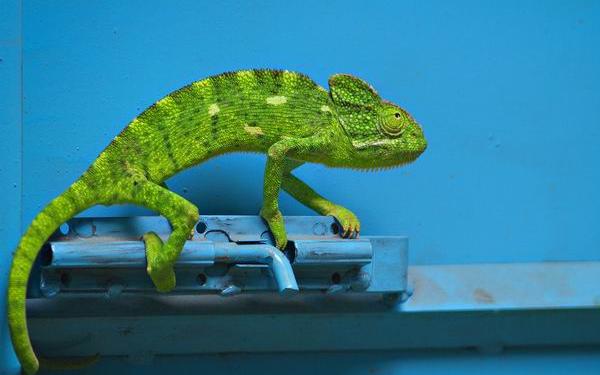  National Geographic -  2012