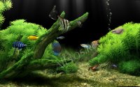 Dream Aquarium – заставка аквариум на компьютер Dream Aquarium – заставка аквариум на компьютер