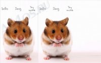 Talking Hamster -    