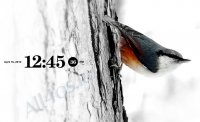 Bird Life Screensaver -   